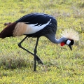 crownd-crane