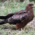eagle-2