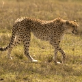 gepard-2