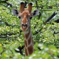 giraff-3